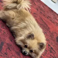 گمشده در کوی وحدت خیابان شهید نسیمی|حیوانات|شیراز, کوی وحدت|دیوار