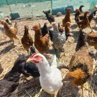 نیمچه چهار ماهه دونه ای ۴۲۰