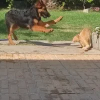 سگ ژرمن شپرد|سگ|شوش, |دیوار