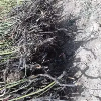 نهال ریشه دار وگلدانی گل محمدی ومیم انگورفرخد