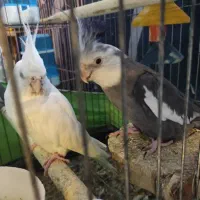 عروس هلند جفت نر و ماده مولد تخم گذار|پرنده|بندرعباس, |دیوار