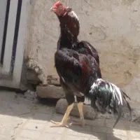 خروس لاری نژاد اصل