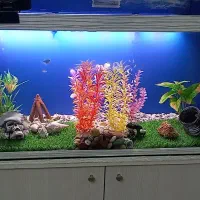 اکواریوم|ماهی|رباطکریم, رباطکریم|دیوار