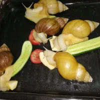 حلزون تخم گذار