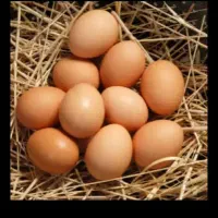 تخم مرغ محلی