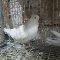 کبوتر تهرانی|پرنده|خمینیشهر, |دیوار