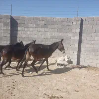 قاطر