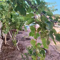 خونه باغ یحیی آباد|فروش خانه و ویلا|کاشان, مزرعه نو|دیوار