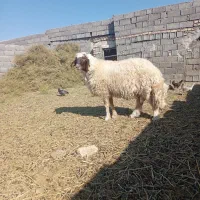 قوچ تخم|حیوانات مزرعه|جلگه ماژان, |دیوار