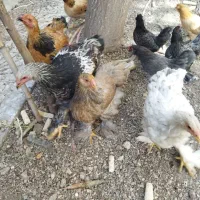 مرغ و خروس|حیوانات مزرعه|تهران, اتحاد|دیوار