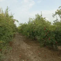 فروش سه هکتار میوه انار|فروش زمین و ملک کلنگی|گنبد کاووس, |دیوار