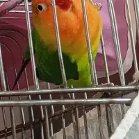 طوطی برزیلی|پرنده|رشت, نامجو|دیوار