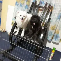 واگذاری سگ پامرانین وشیتزو تریر. کراس.|سگ|تهران, تهرانسر شمالی|دیوار