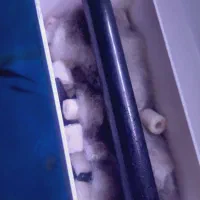 اکواریوم|ماهی|نقده, |دیوار