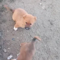 سگ سرابی|سگ|اسلام آباد, |دیوار