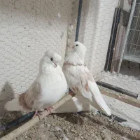 کبوتر نوک قنار