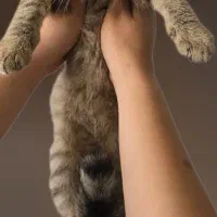 گربه بریتیش