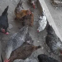 مرغ وخروس|حیوانات مزرعه|مشهد, شهرک صنعتی توس|دیوار