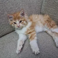 واگذاری گربه|گربه|تبریز, |دیوار