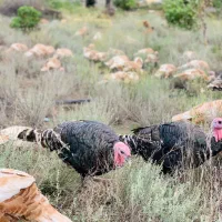 بوقلمون کاملا طبیعی|حیوانات مزرعه|انگوت, |دیوار