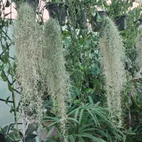 گیاهان هوازی آیونانتا خزه اسپانیایی لیندا|گل و گیاه طبیعی|مشهد, شهرک صنعتی توس|دیوار