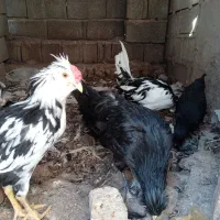 فروش یک جفت جوجه لاری ۳ ماهه و گلین ۴/۵ ماهه اصل|حیوانات مزرعه|داراب, |دیوار