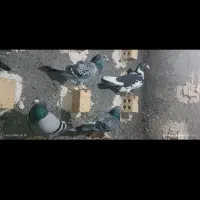 گم شده پلنگ سیاه|پرنده|مشهد, ایثار|دیوار