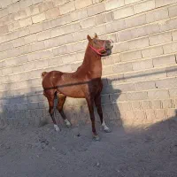 اسب کرد|اسب و تجهیزات اسبسواری|قروه, |دیوار