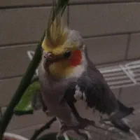 عروس هلندی سخنگو