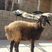 فروش میش داشتی