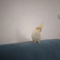 عروس هلندی معاوضه