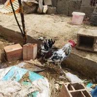 خروس گلین اصل