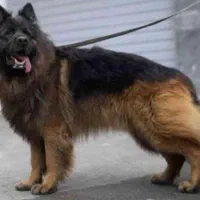 واگذاری سگ ژرمن شولاین ۶۰روزه|سگ|برخوار, |دیوار