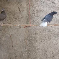 یه زیل و سرکه ای دمسفید مقلف و یه خوشرنگ|پرنده|محمدیه-قزوین, |دیوار