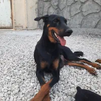 سگ دوبرمن|سگ|بوشهر, |دیوار