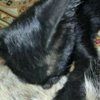 واگذاری گربه