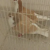 ساده زرد جفت