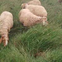 فروشی بره و بزغاله|حیوانات مزرعه|پارسآباد, |دیوار