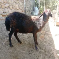 میش قزل افشار   آبستن