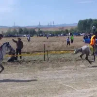 اسب کرد بسیار آرومو سواری دار|اسب و تجهیزات اسب‌سواری|ورزقان, |دیوار