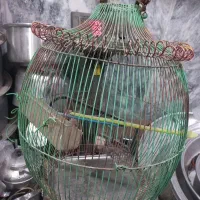 قفس مناسب مرغ عشق عروس کاسکو