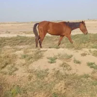 کره اسب مادیان(۳ ساله)