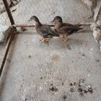 اردک پروازی|حیوانات مزرعه|شیروان (لرستان), |دیوار