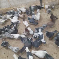 ۵۰ عدد پلاکی اهواز ۴۵ عدد رنگی