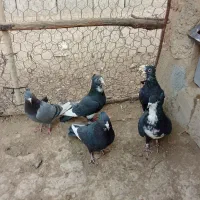 چهارتا نر پلنگ با ی نر سیا رسمی|پرنده|بافت, |دیوار