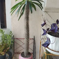 نخل ماداگاسکار