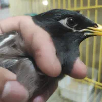 مرغ مینا خوشگل و رام و آروم