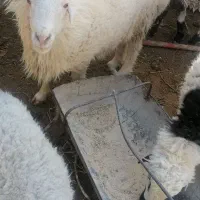 وبره فروشی|حیوانات مزرعه|بیرجند, |دیوار