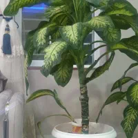 ویترین|بوفه، ویترین، کنسول|اقلید, |دیوار