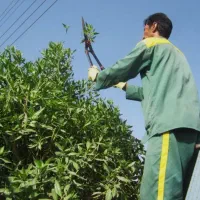 استخدام کارگر فضای سبز